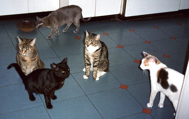 John's five cats in the kitchen