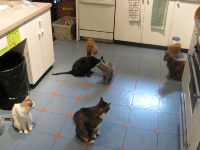 John's six cats in the kitchen